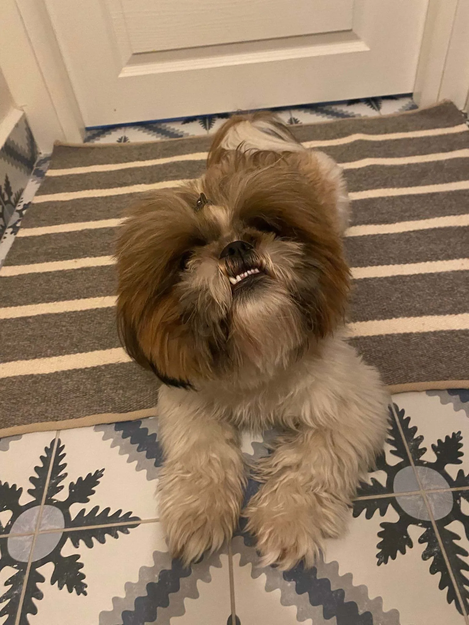 Pet Matte