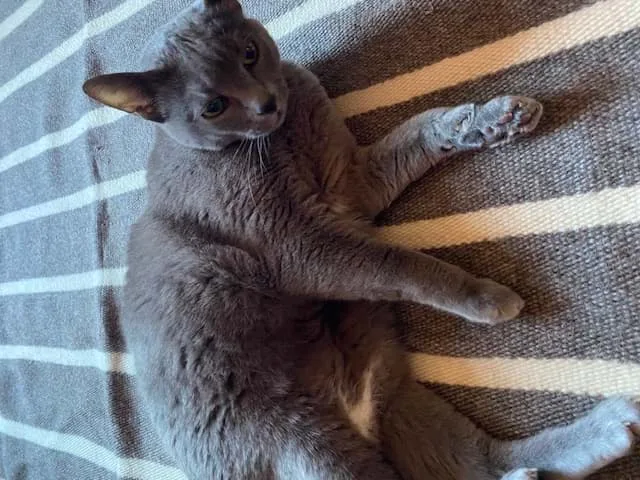 Pet Matte